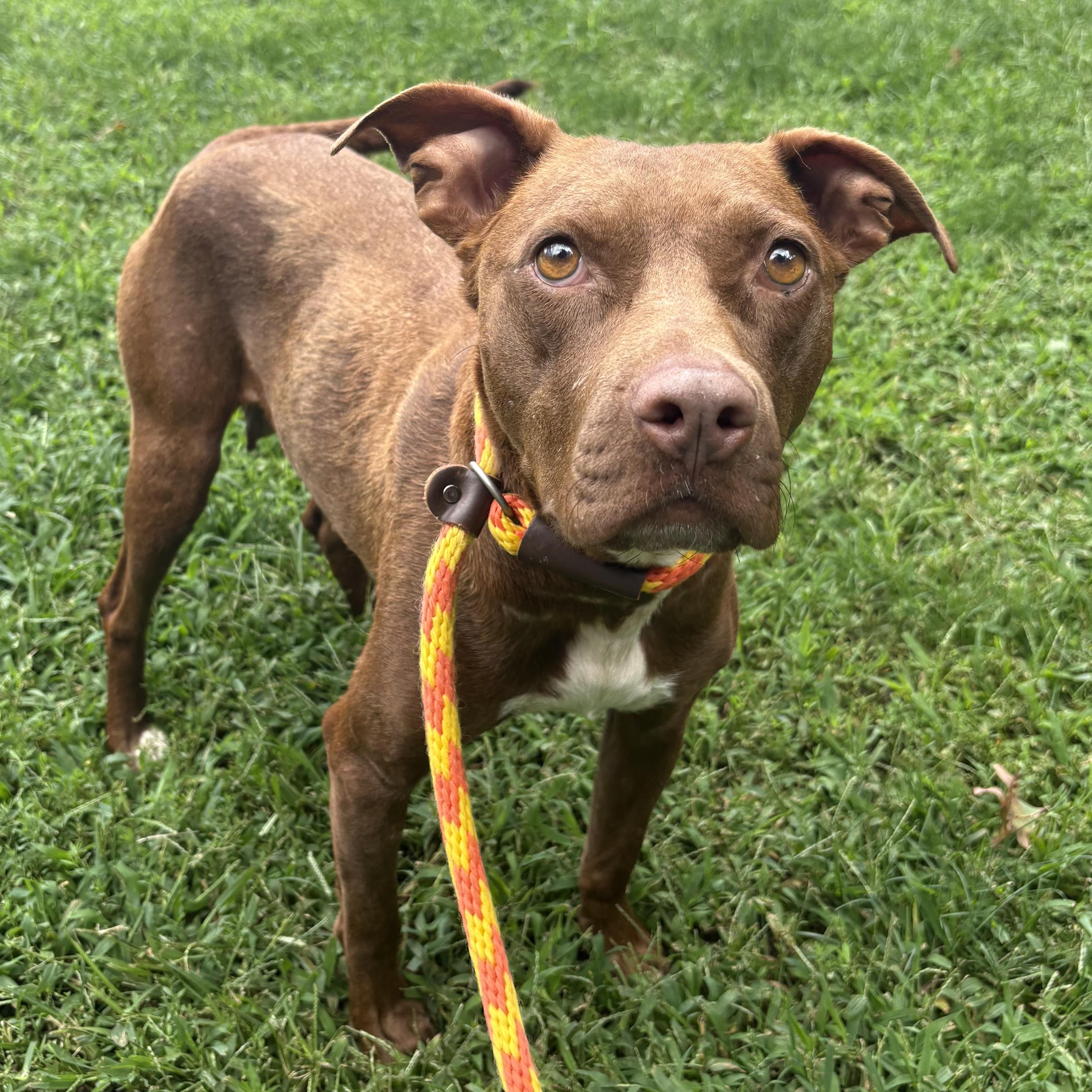 Enlarge Ruby Rose, a ADOPTABLE mixed breed in Eatontown, NJ image 5/6