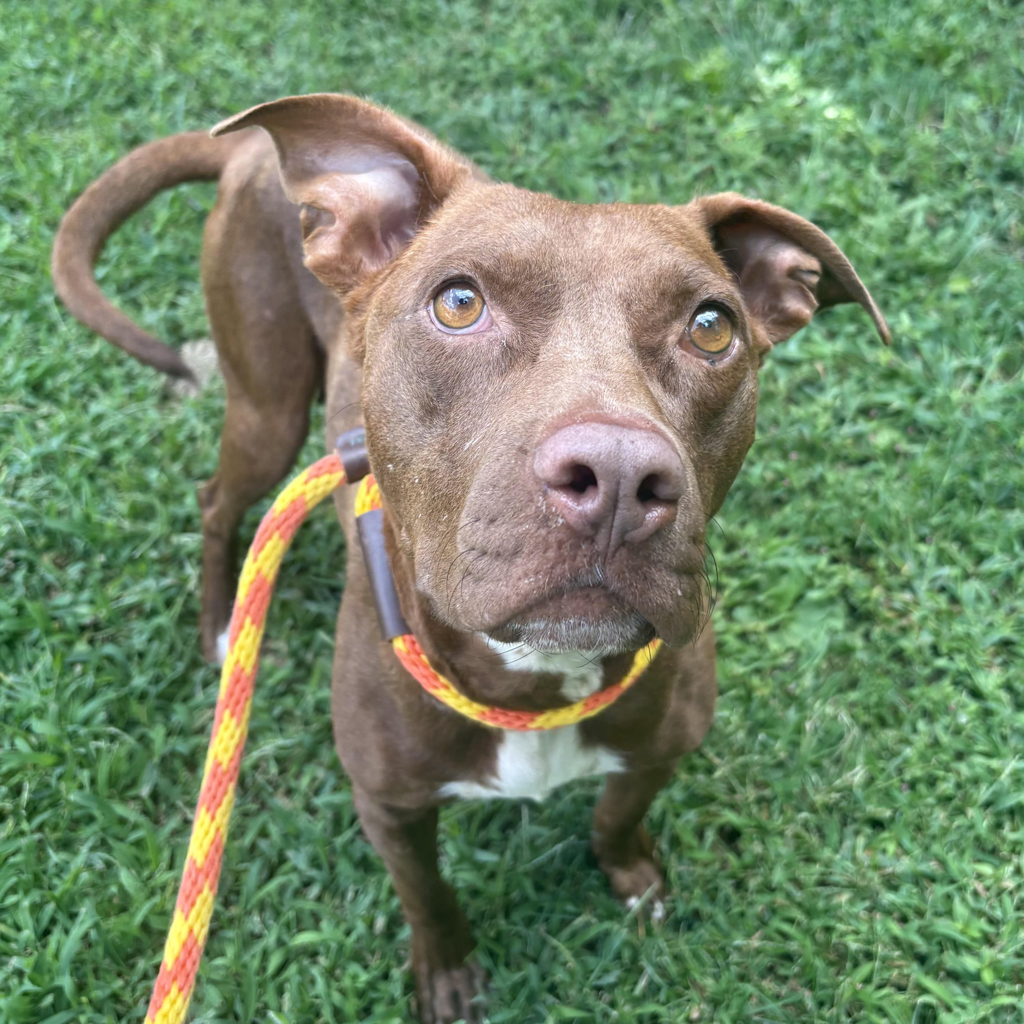 Enlarge Ruby Rose, a ADOPTABLE mixed breed in Eatontown, NJ image 6/6