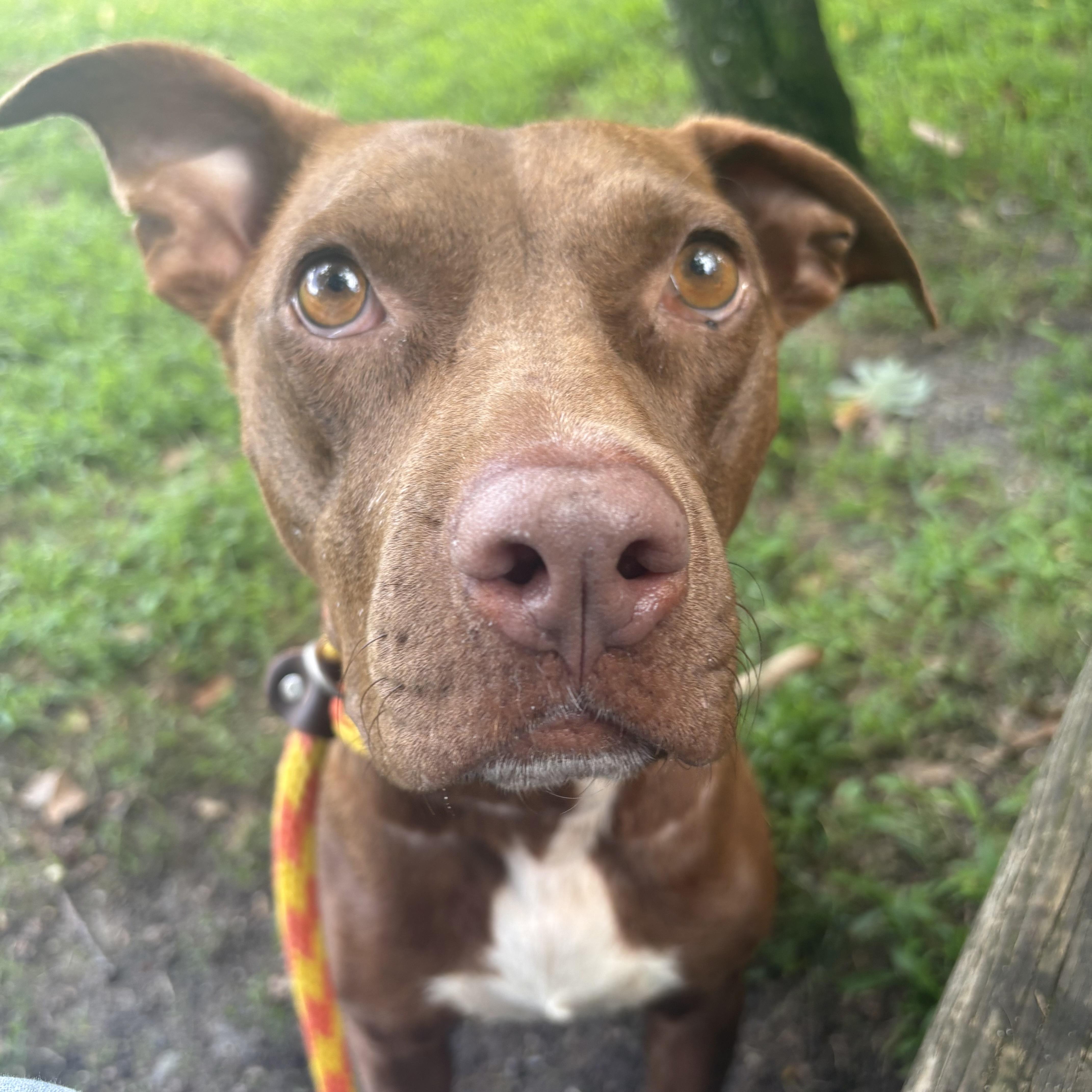 Enlarge Ruby Rose, a ADOPTABLE mixed breed in Eatontown, NJ image 3/6