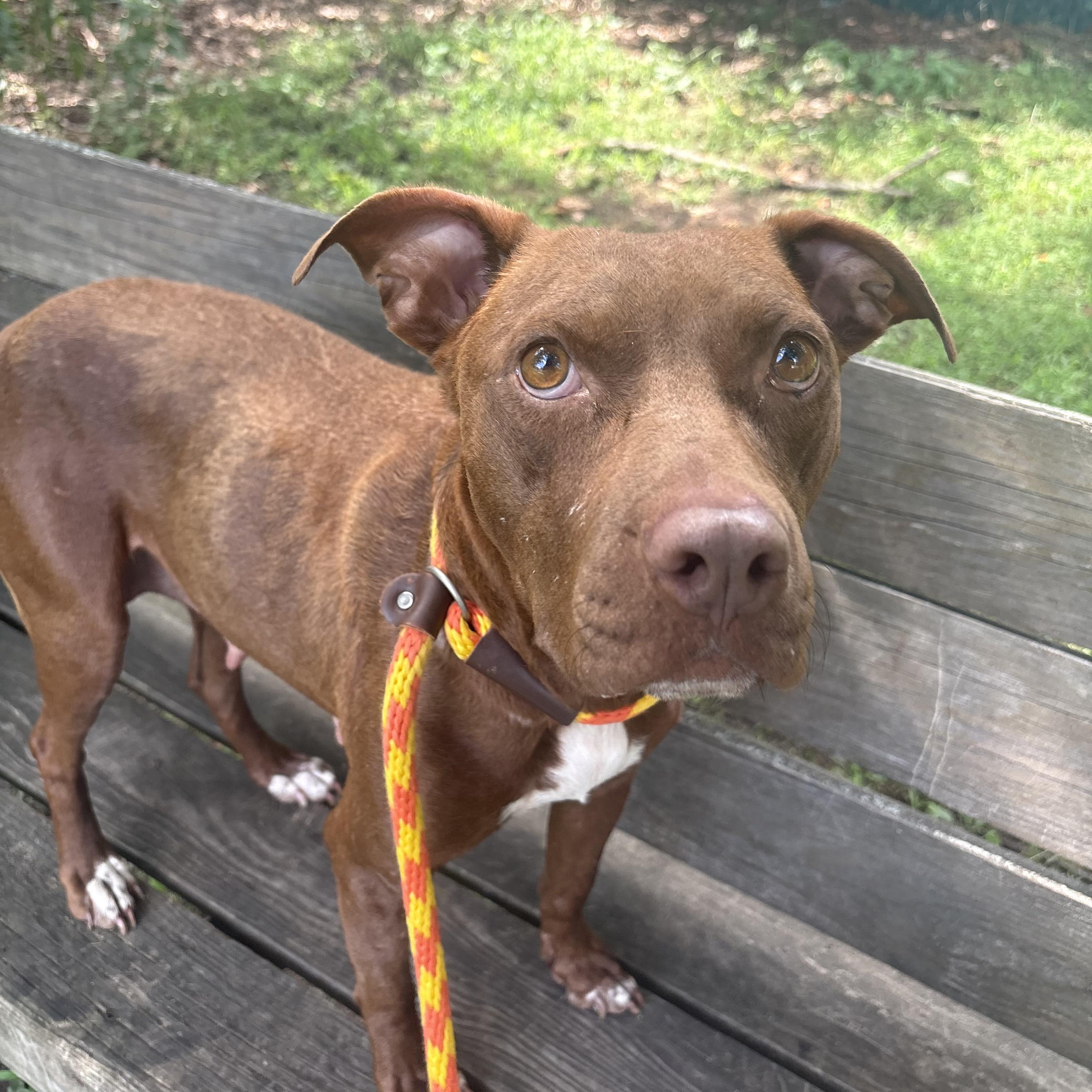 Enlarge Ruby Rose, a ADOPTABLE mixed breed in Eatontown, NJ image 4/6