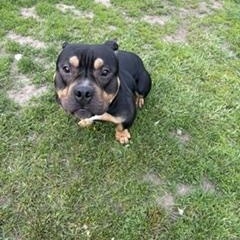 Axle, an adopted mixed breed in Taunton, MA image 3/4