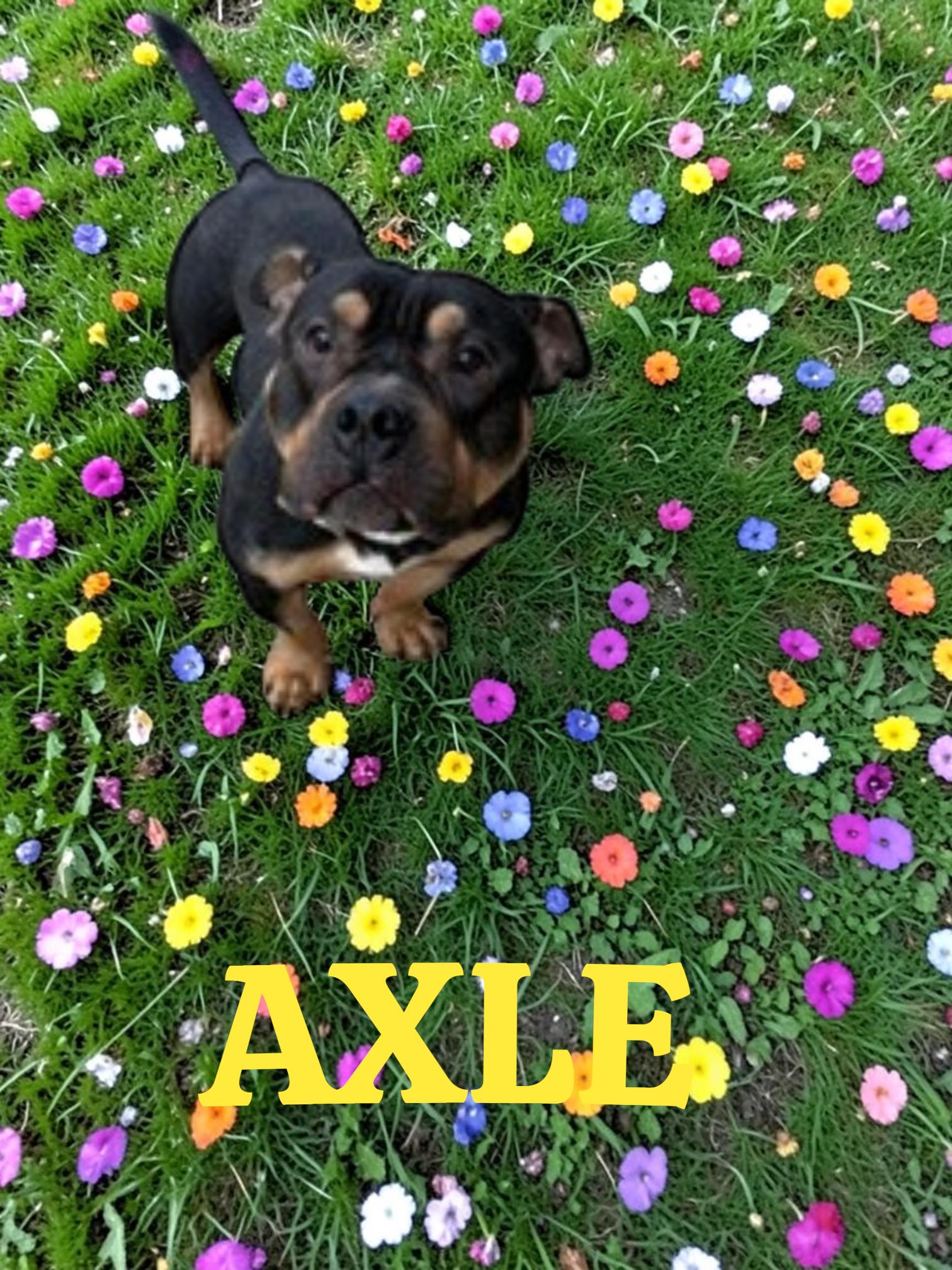 Axle, adopted, Adult Male American Bully.