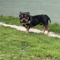 Axle, an adopted mixed breed in Taunton, MA image 4/4