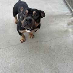 Axle, an adopted mixed breed in Taunton, MA image 2/4