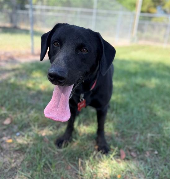 Dostalase / Polo, Adoptable, Adult Male Labrador Retriever.