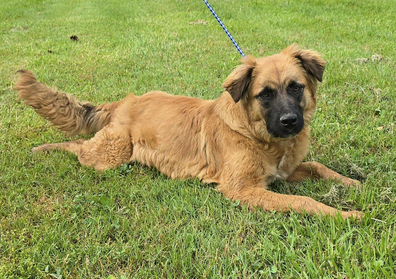 Enlarge Nashua, a ADOPTABLE mixed breed in Newport, TN image 5/6