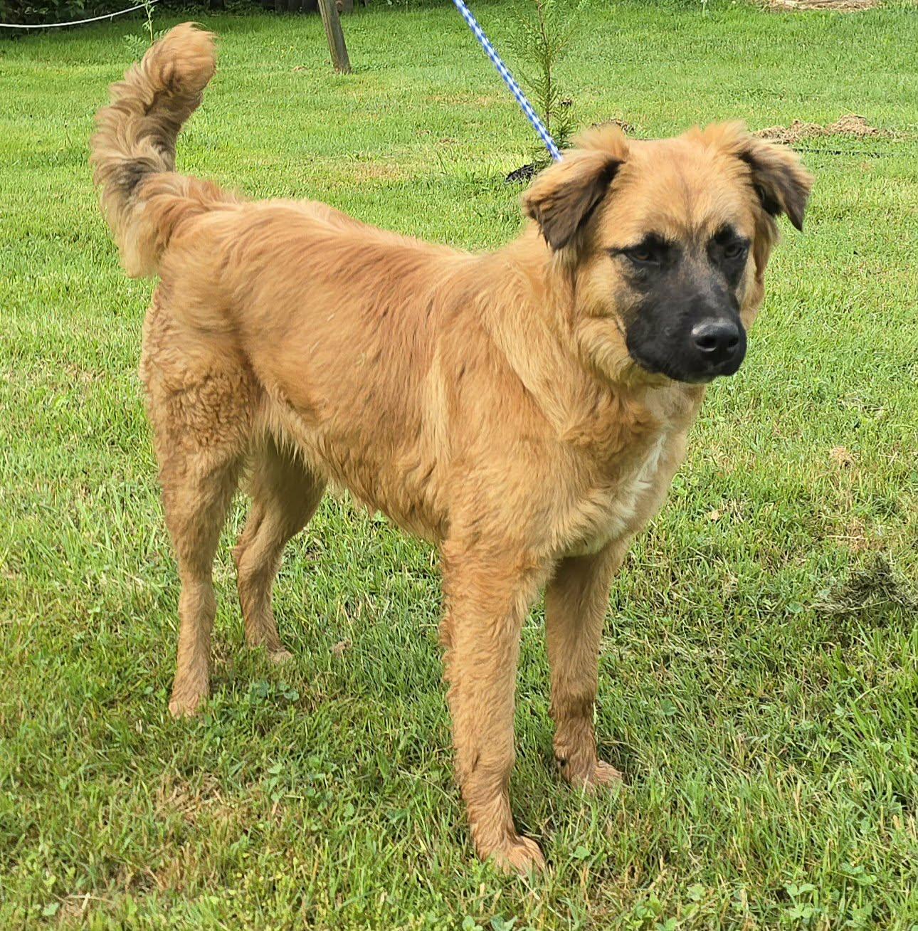 Enlarge Nashua, a ADOPTABLE mixed breed in Newport, TN image 2/6