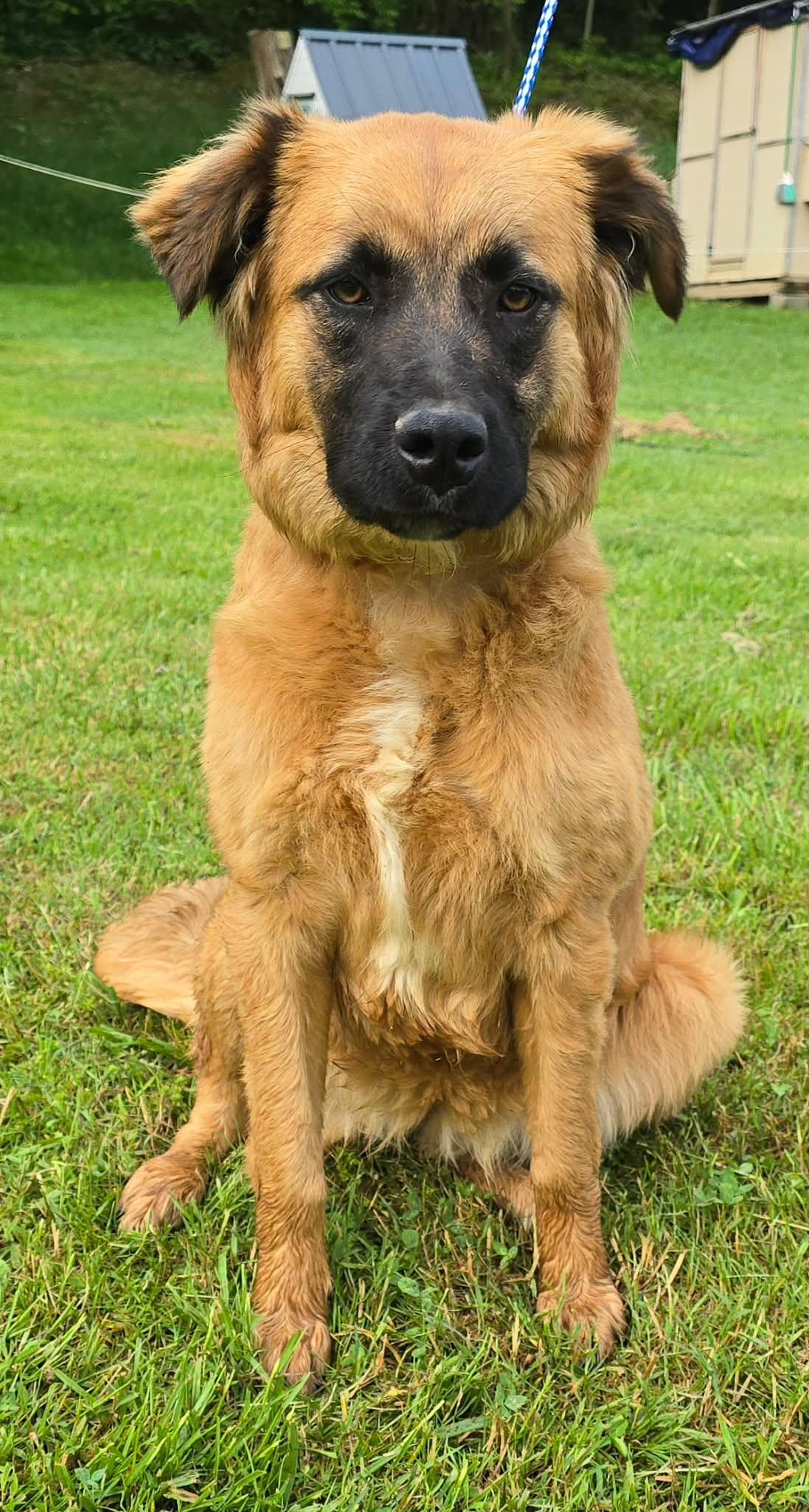Enlarge Nashua, a ADOPTABLE mixed breed in Newport, TN image 3/6