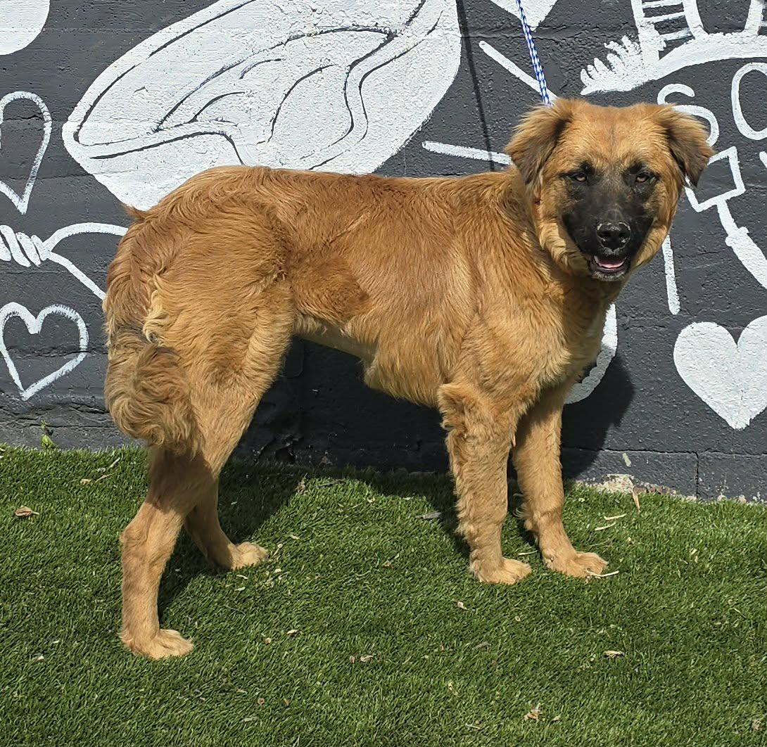 Enlarge Nashua, a ADOPTABLE mixed breed in Newport, TN image 6/6