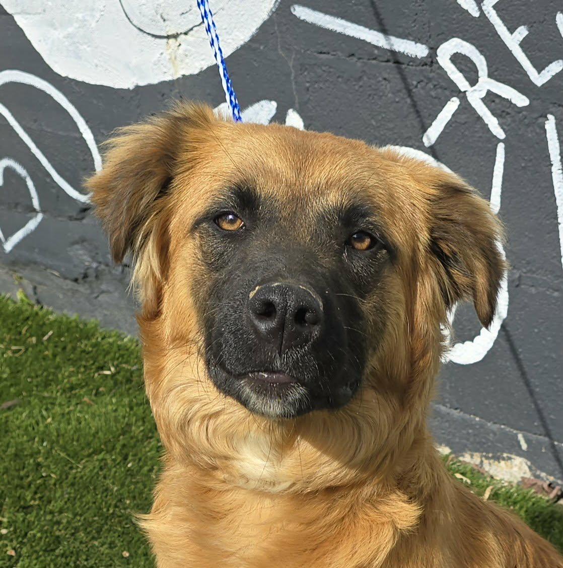 Nashua, ADOPTABLE, Young Female Leonberger & Retriever.