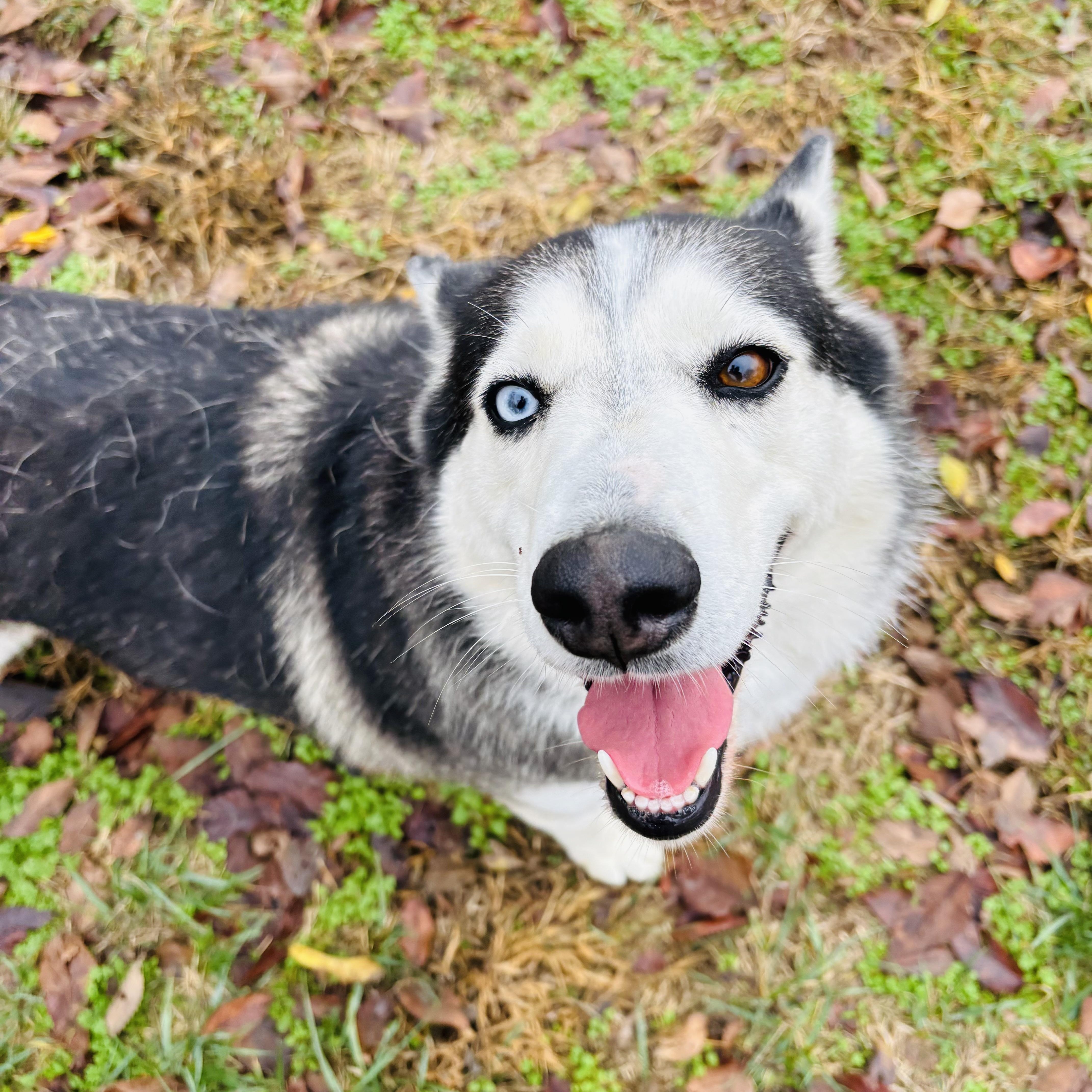 Enlarge Shae, a Adoptable mixed breed in Jefferson City, MO image 5/6