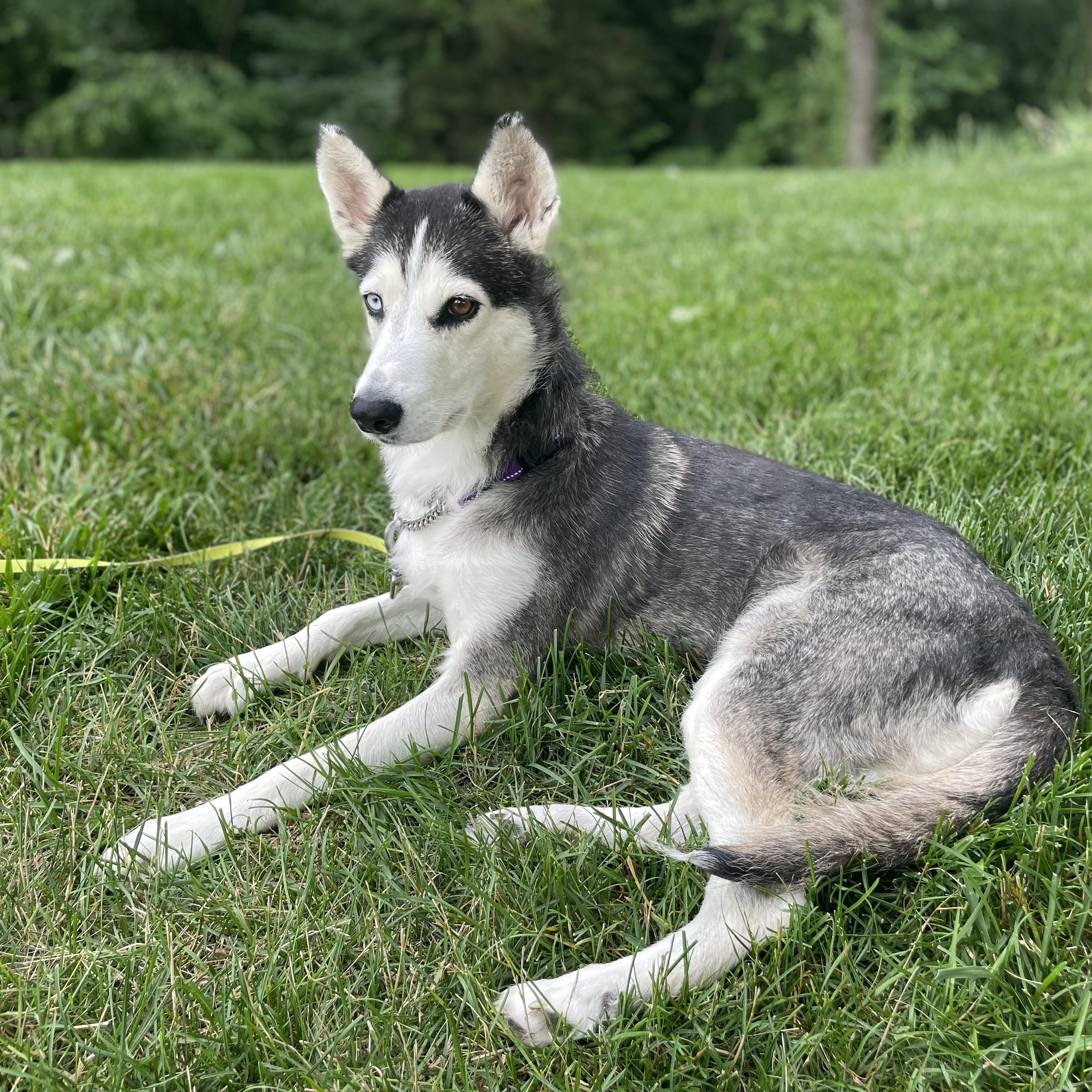 Enlarge Shae, a Adoptable mixed breed in Jefferson City, MO image 6/6