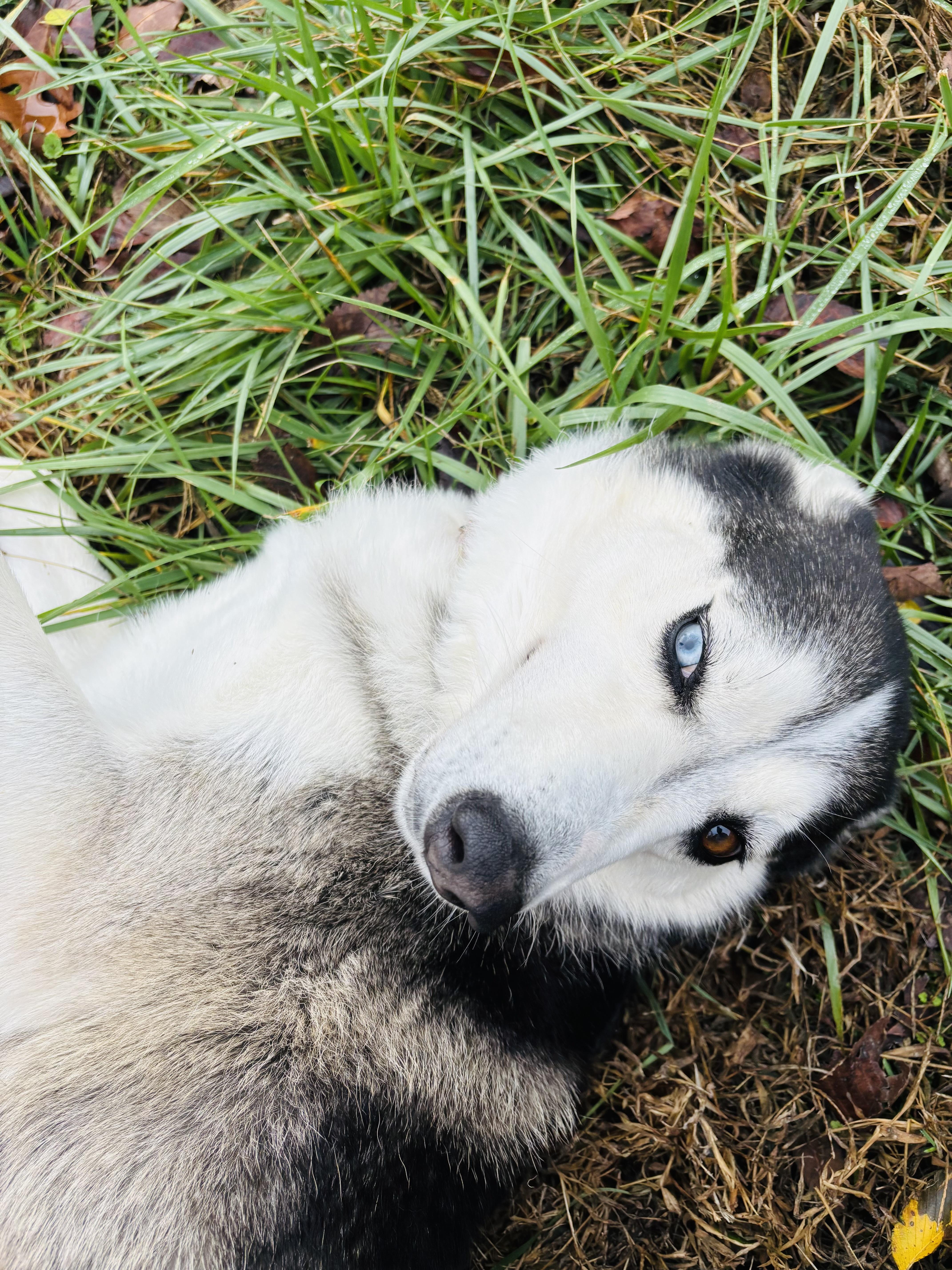 Enlarge Shae, a Adoptable mixed breed in Jefferson City, MO image 2/6