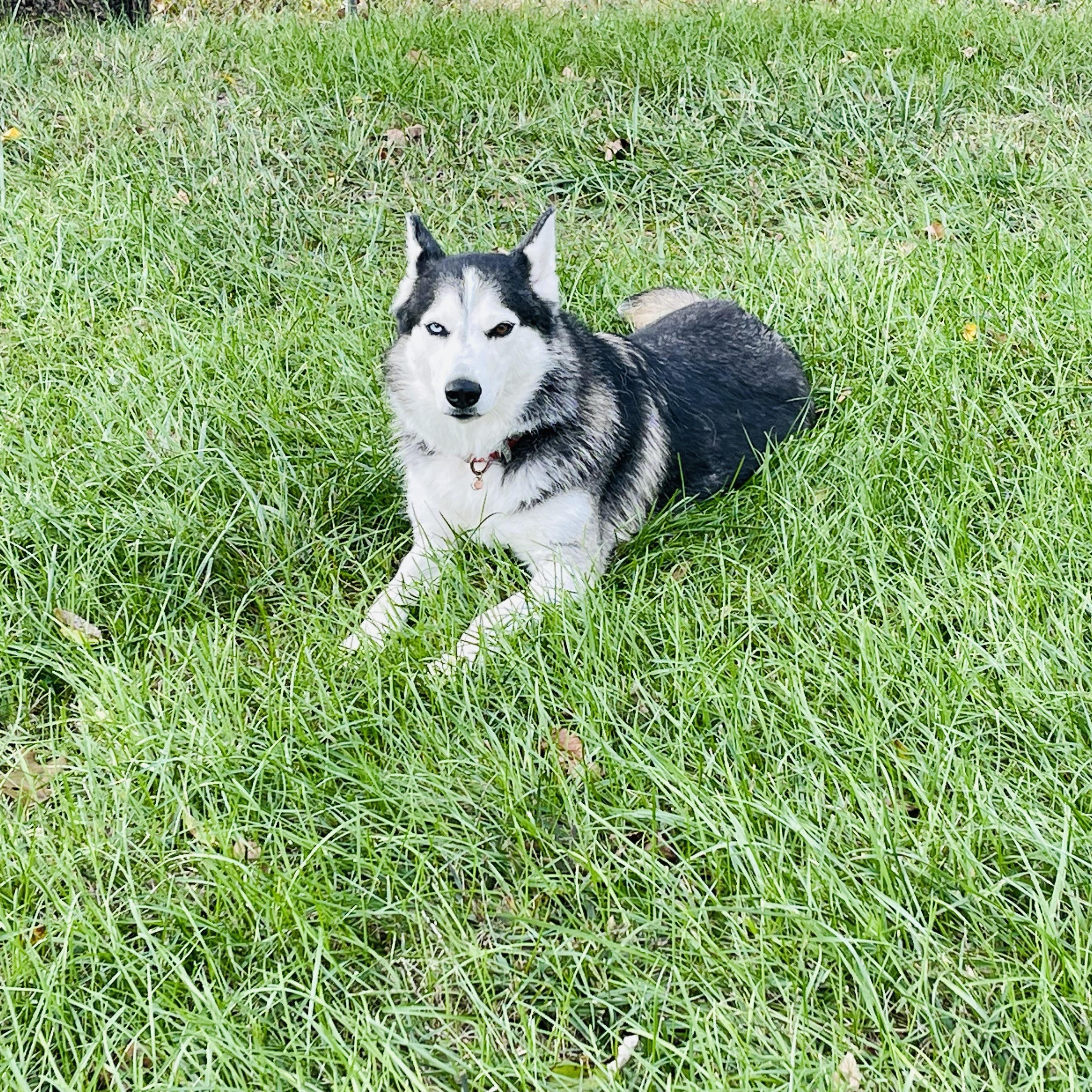 Enlarge Shae, a Adoptable mixed breed in Jefferson City, MO image 4/6