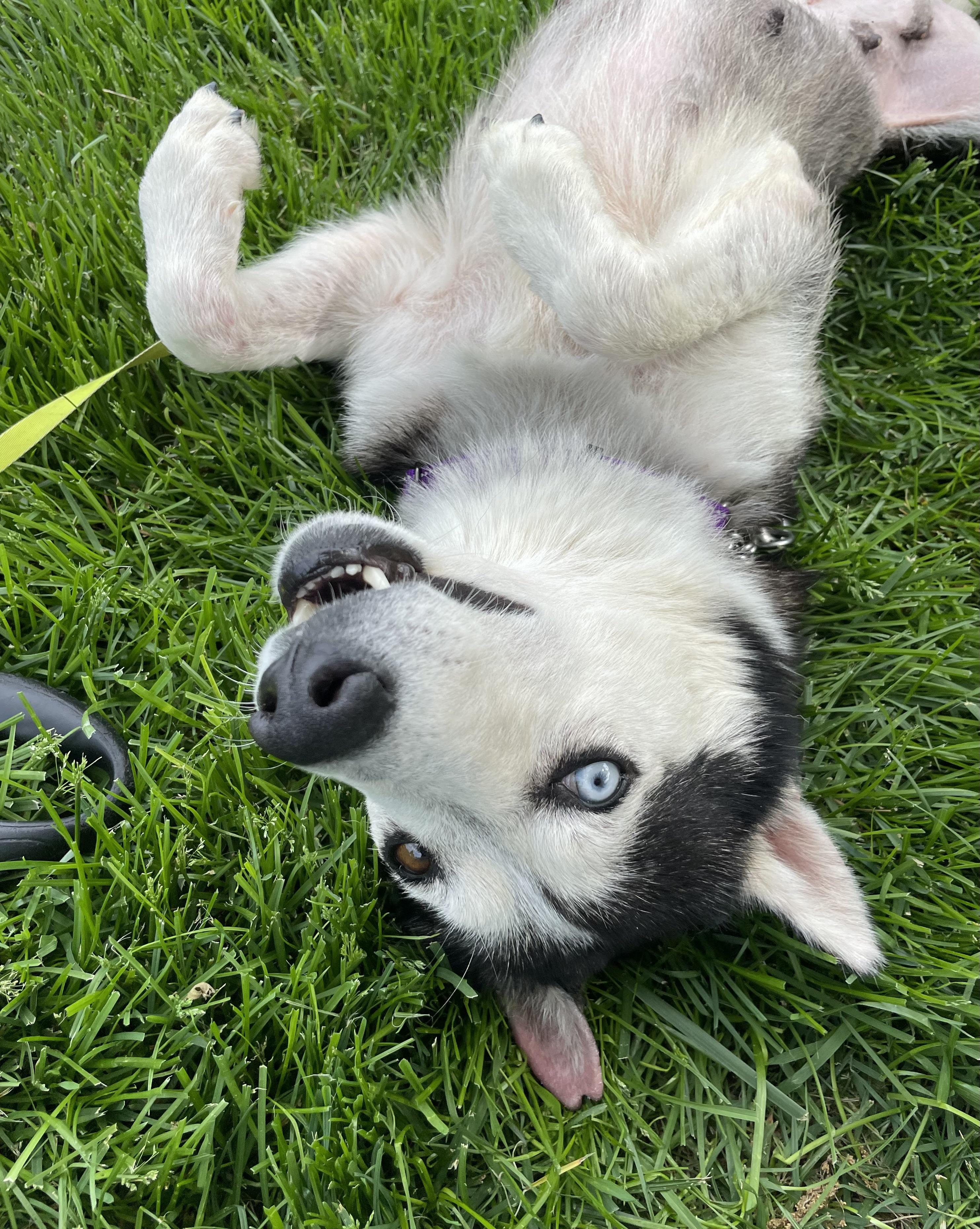 Enlarge Shae, a Adoptable mixed breed in Jefferson City, MO image 1/6