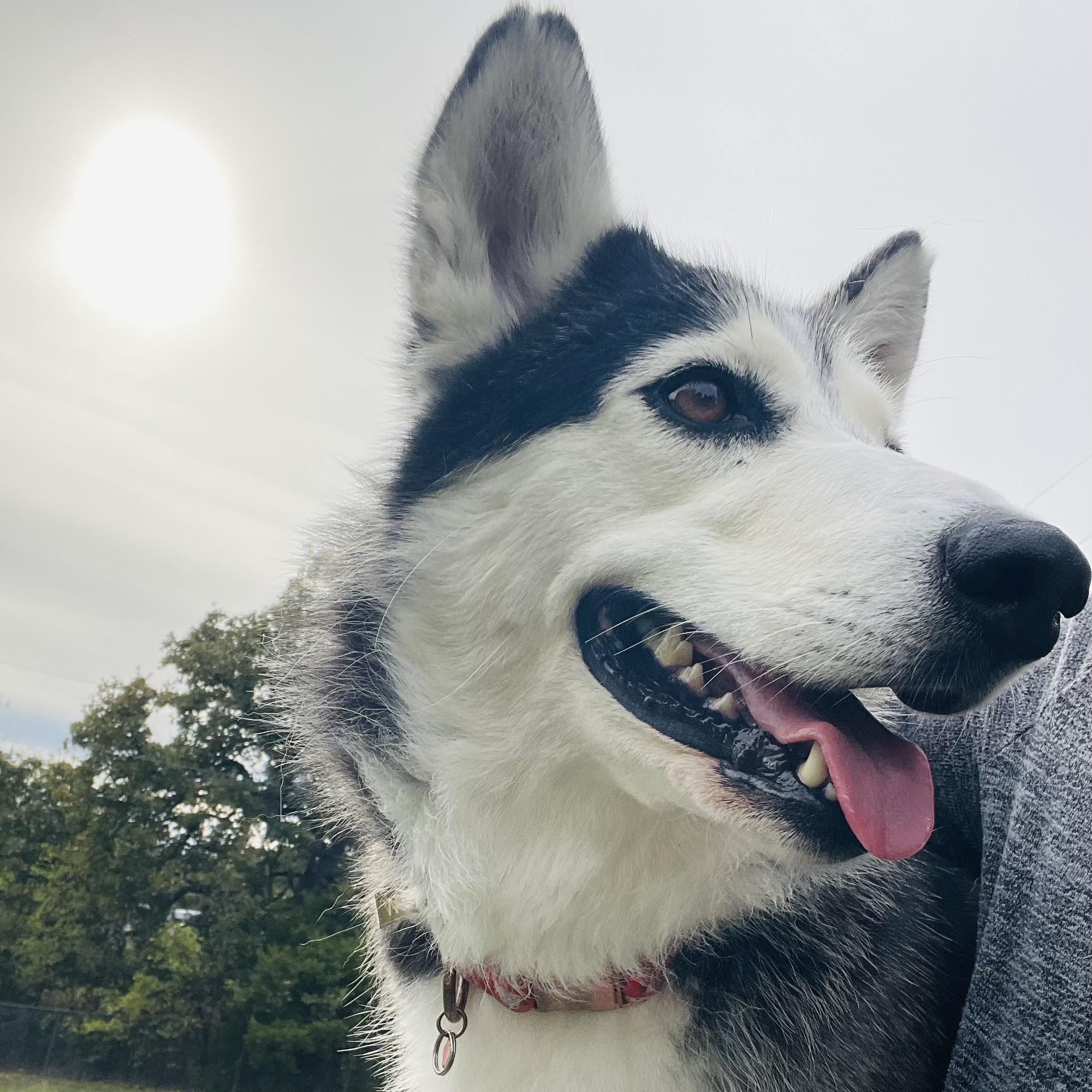Enlarge Shae, a Adoptable mixed breed in Jefferson City, MO image 3/6