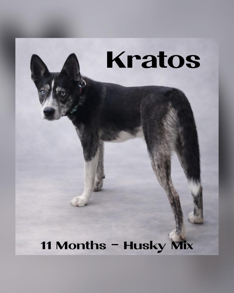 Enlarge Kratos, a Adoptable mixed breed in Richmond, TX image 2/3
