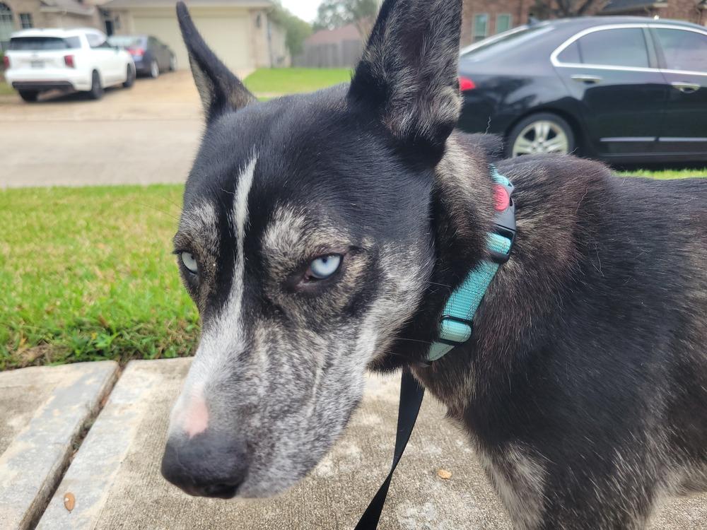 Enlarge Kratos, a Adoptable mixed breed in Richmond, TX image 3/3