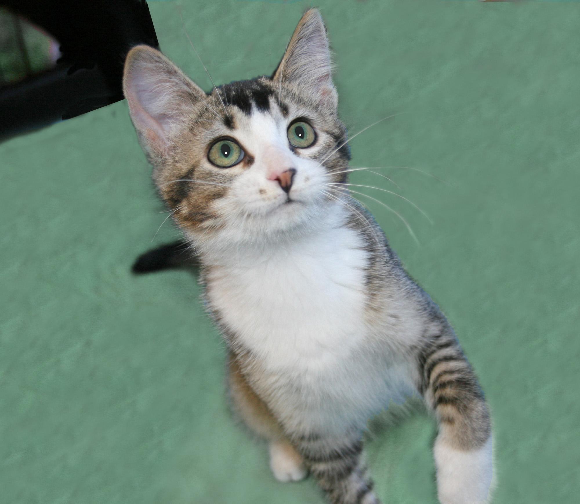 Enlarge Adeline, a ADOPTABLE mixed breed in Victoria, MN image 3/3