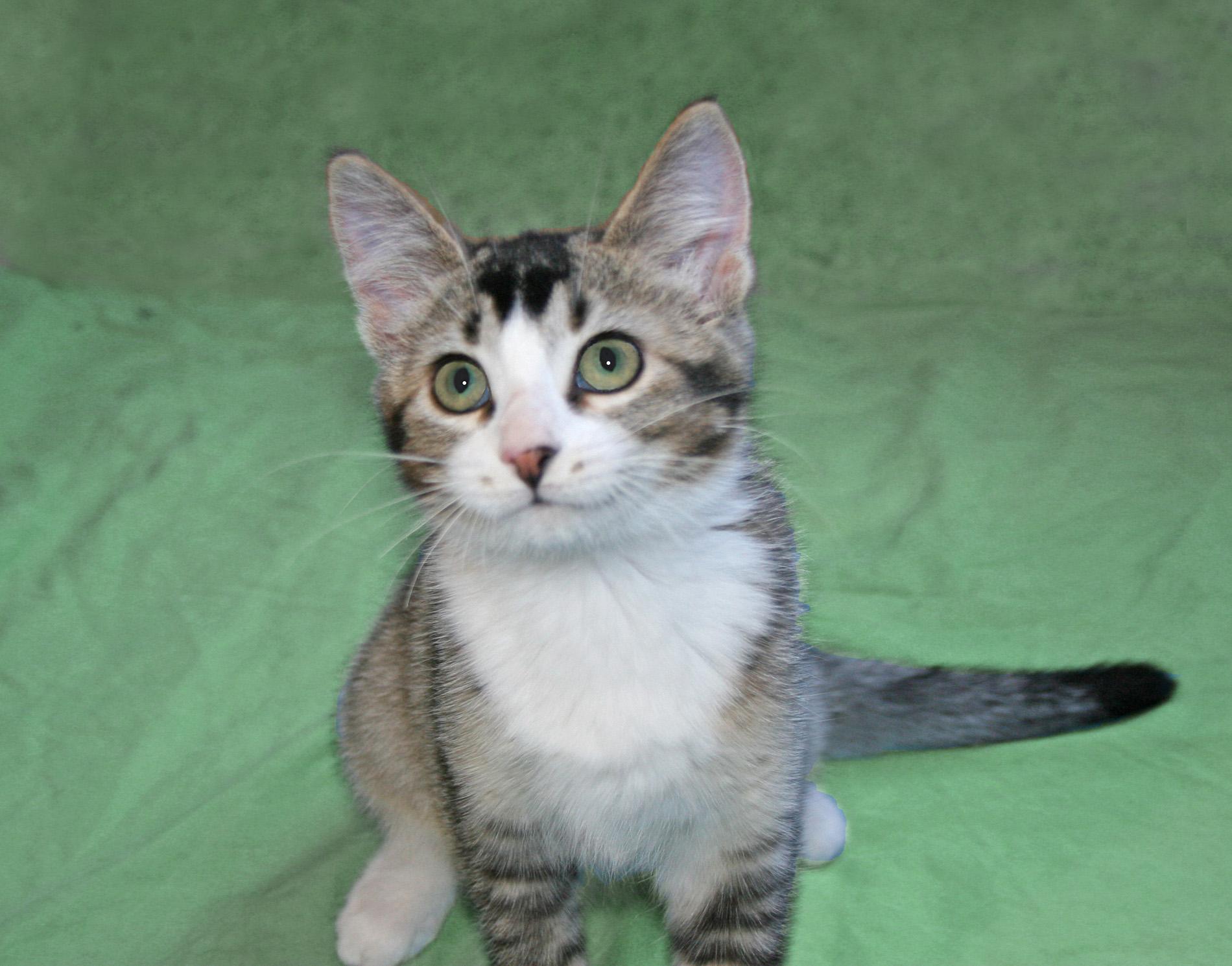 Enlarge Adeline, a ADOPTABLE mixed breed in Victoria, MN image 1/3