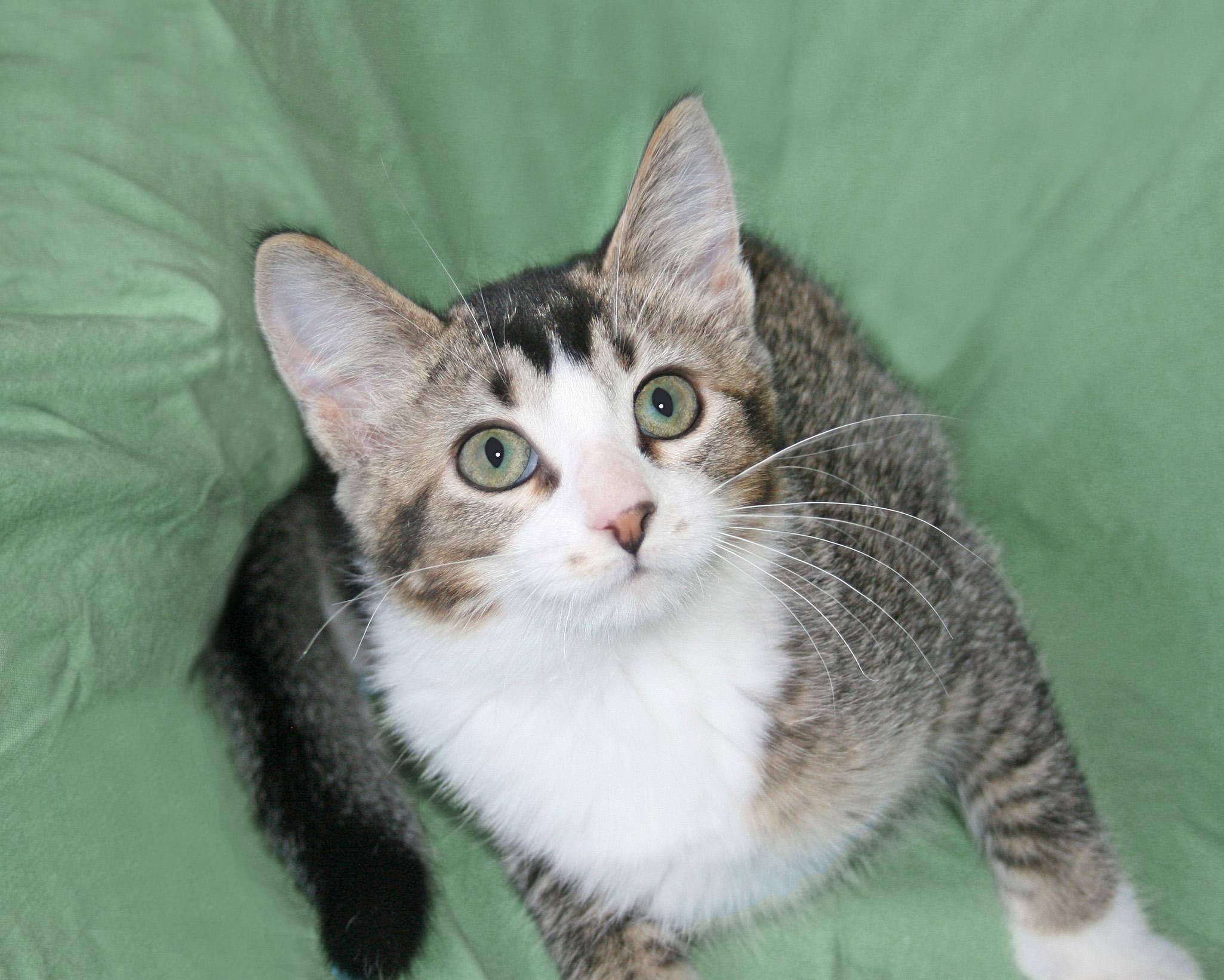 Enlarge Adeline, a ADOPTABLE mixed breed in Victoria, MN image 2/3