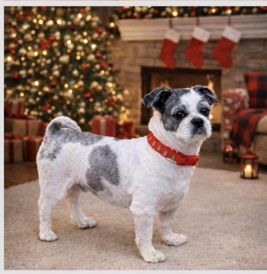 Lou, adopted, Adult Male Shih Tzu.