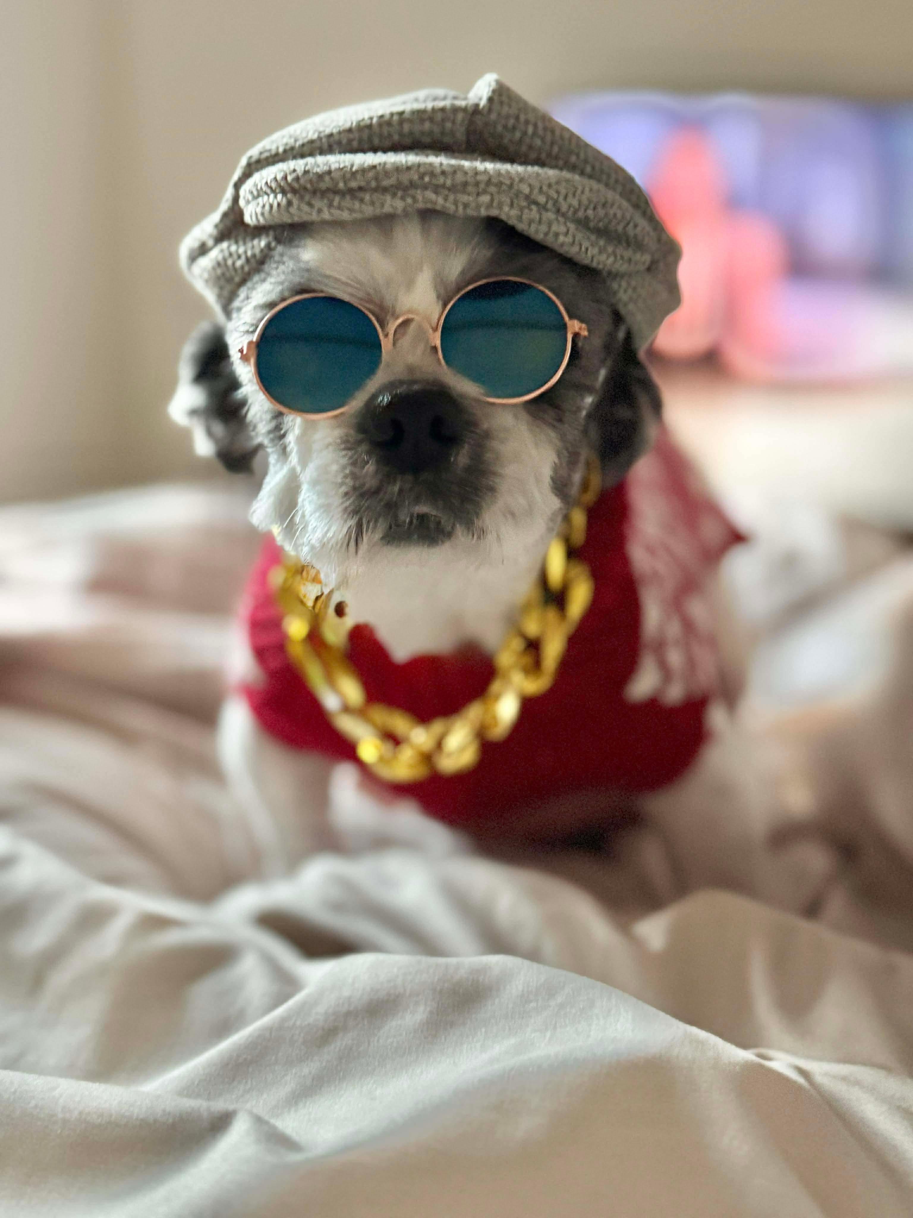 Lou, ADOPTABLE, Adult Male Shih Tzu.