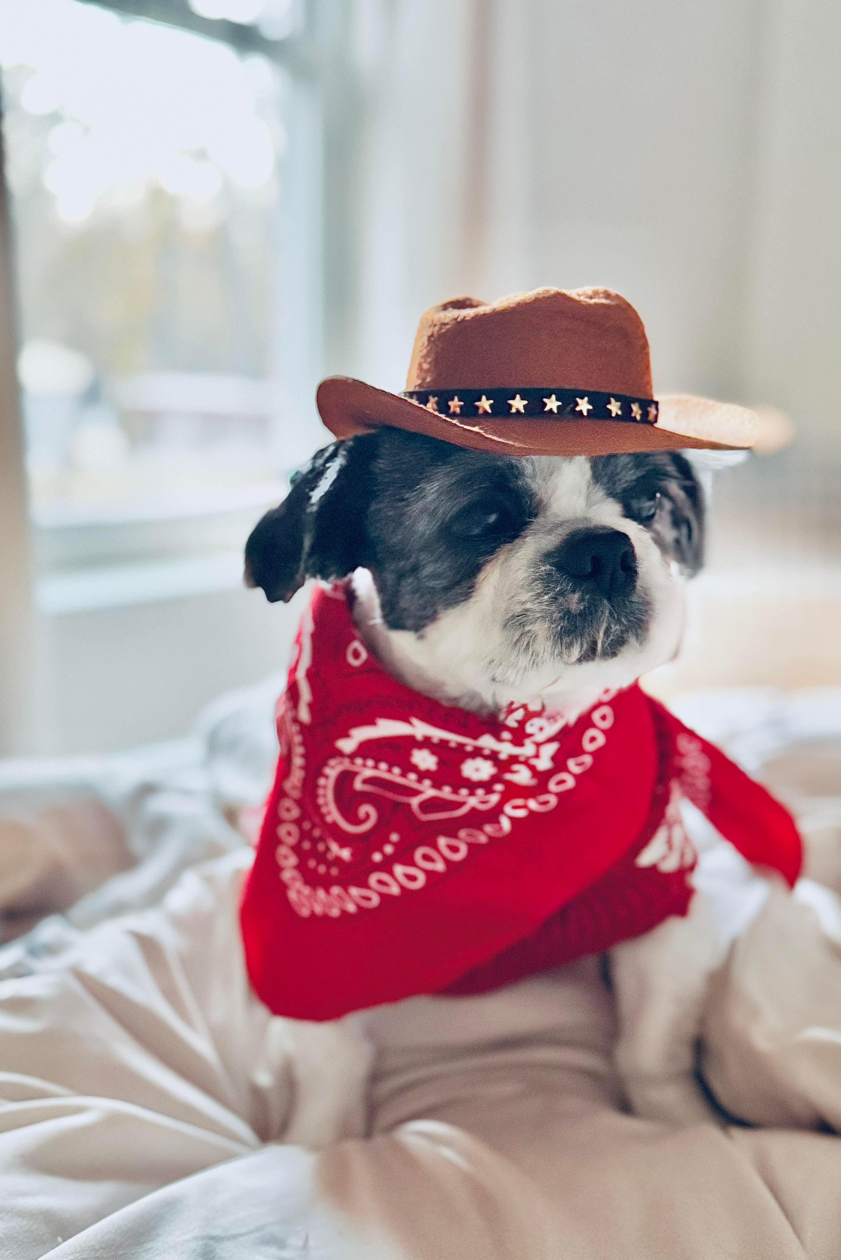 Enlarge Lou, a ADOPTABLE mixed breed in Hillsdale, NY image 3/4