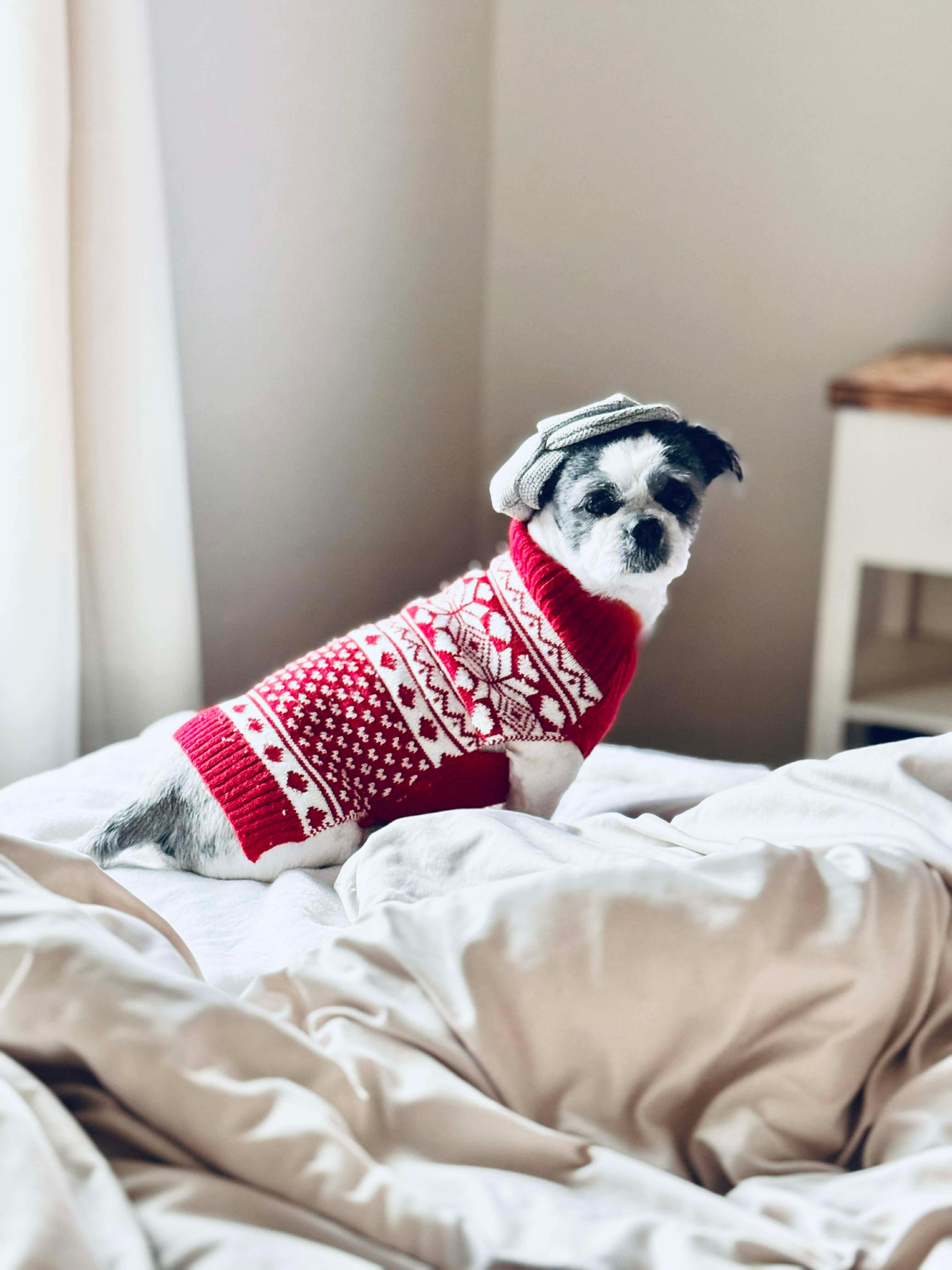 Enlarge Lou, a ADOPTABLE mixed breed in Hillsdale, NY image 2/4