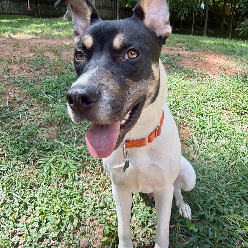 Enlarge Trout, a Adoptable mixed breed in Durham, NC image 2/4
