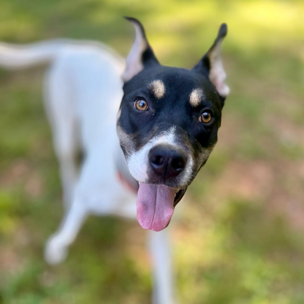 Enlarge Trout, a Adoptable mixed breed in Durham, NC image 3/4