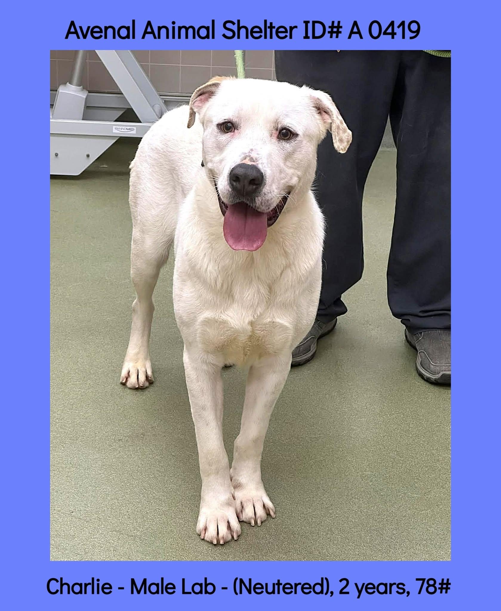Charlie, ADOPTABLE, Young Male Labrador Retriever.