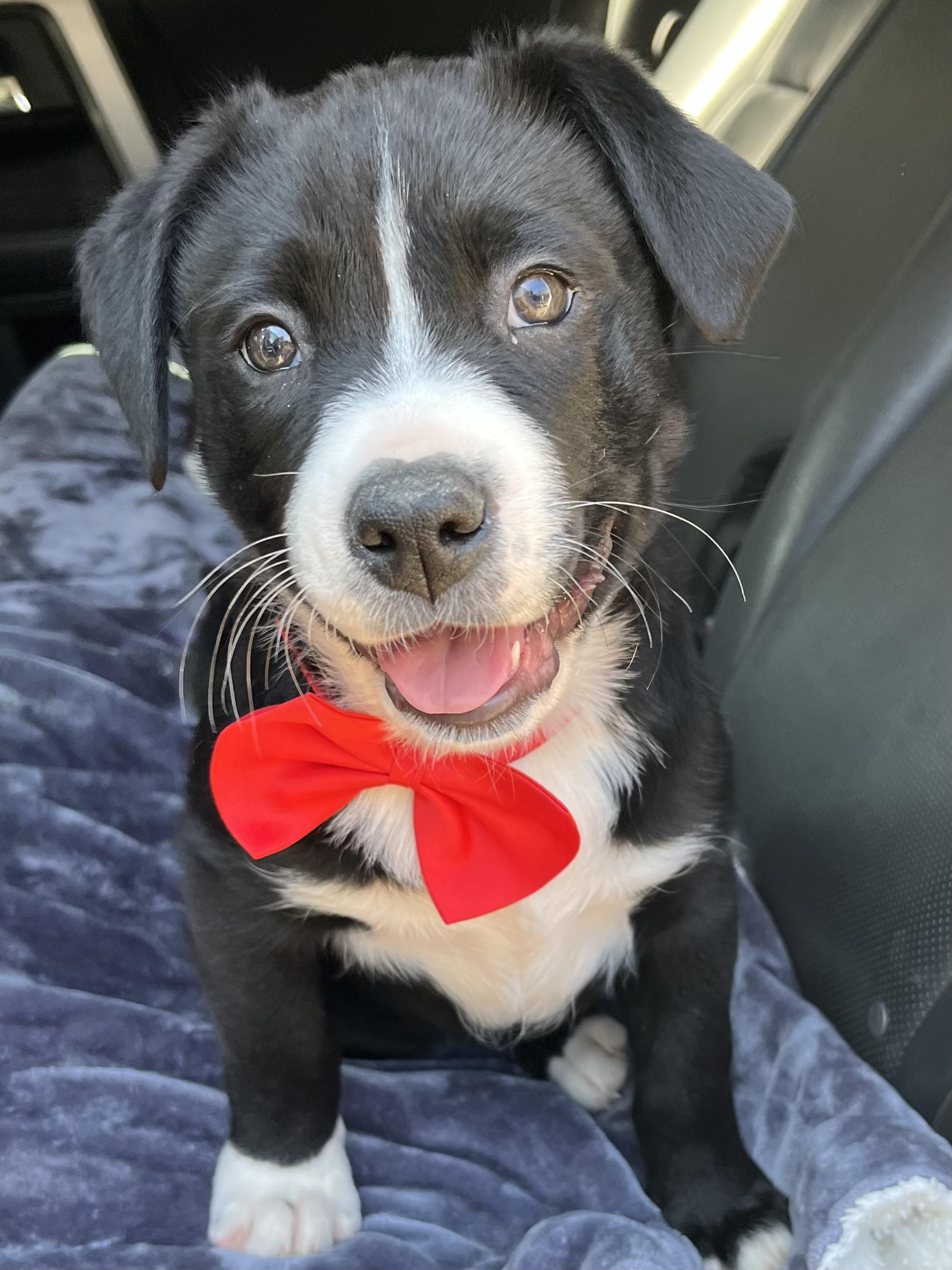 Enlarge Oreo, a Adoptable mixed breed in Charlotte , NC image 2/6
