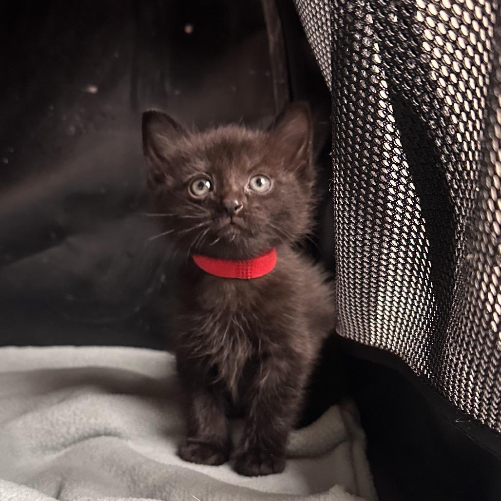 Spike, a Adoptable Domestic Short Hair in Huntsville, AL image 1/6