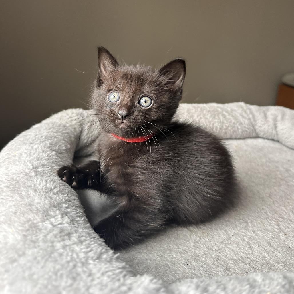Spike, a Adoptable Domestic Short Hair in Huntsville, AL image 2/6
