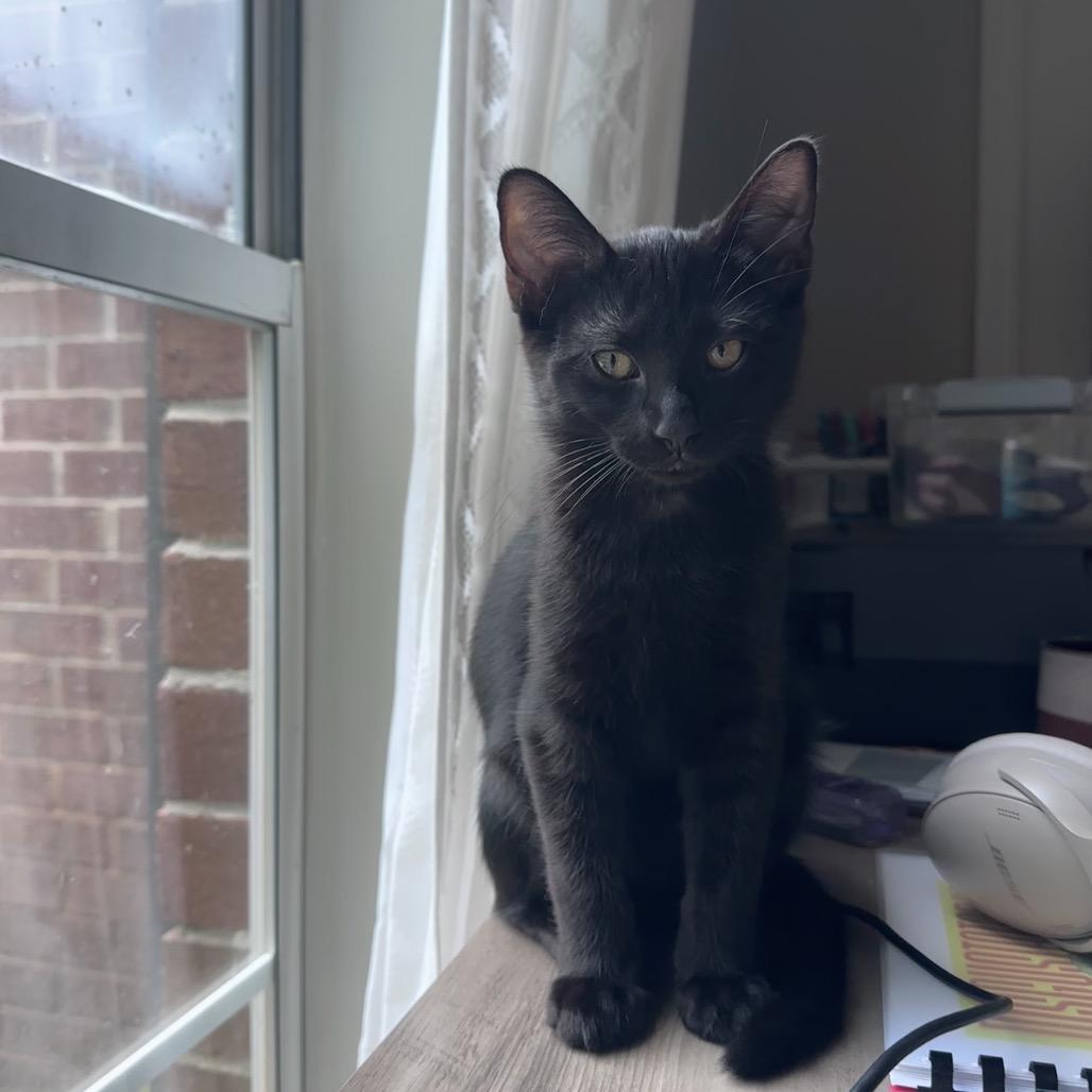 Enlarge Spike, a Adoptable Domestic Short Hair in Huntsville, AL image 4/6