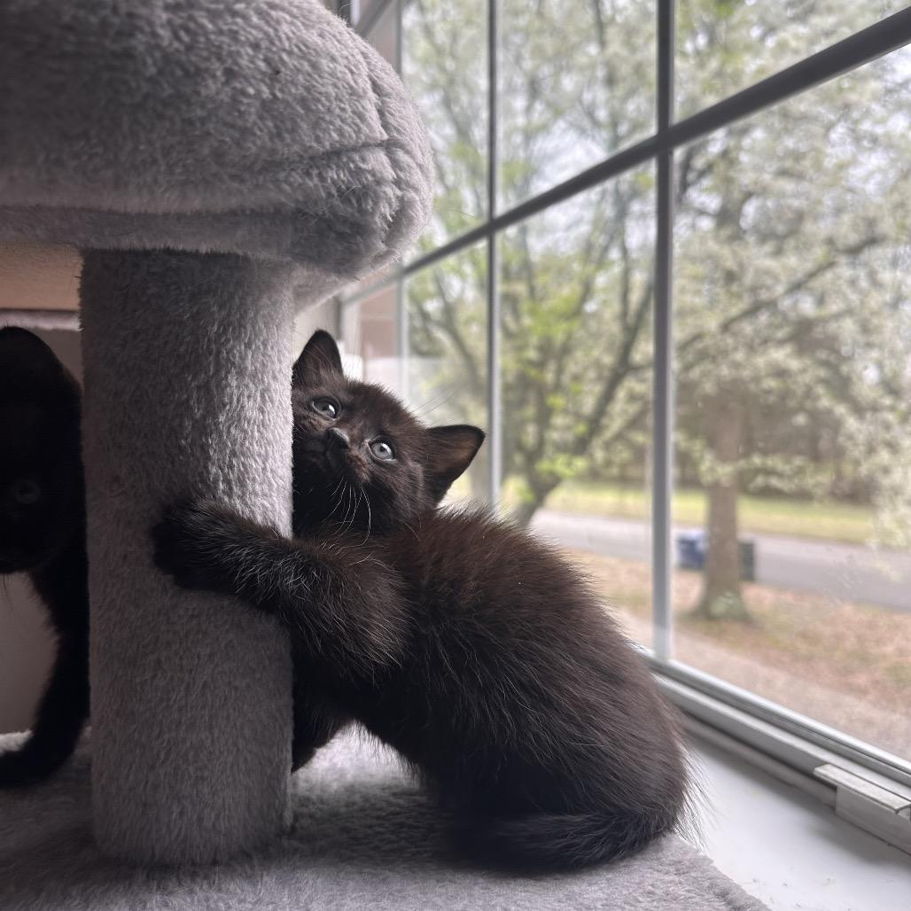 Spike, a Adoptable Domestic Short Hair in Huntsville, AL image 3/6