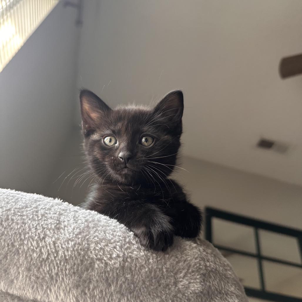 Spike, a Adoptable Domestic Short Hair in Huntsville, AL image 4/6