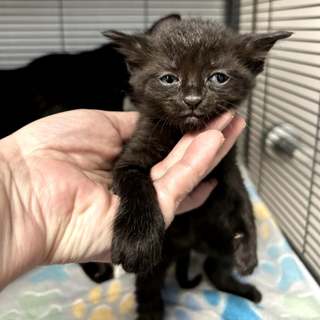 Spike, a Adoptable Domestic Short Hair in Huntsville, AL image 5/6