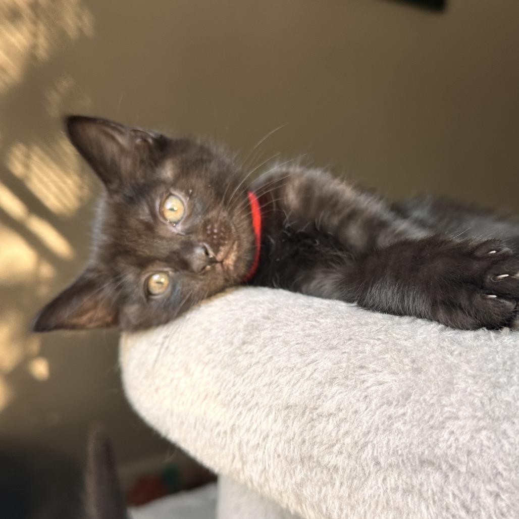 Spike, a Adoptable Domestic Short Hair in Huntsville, AL image 6/6