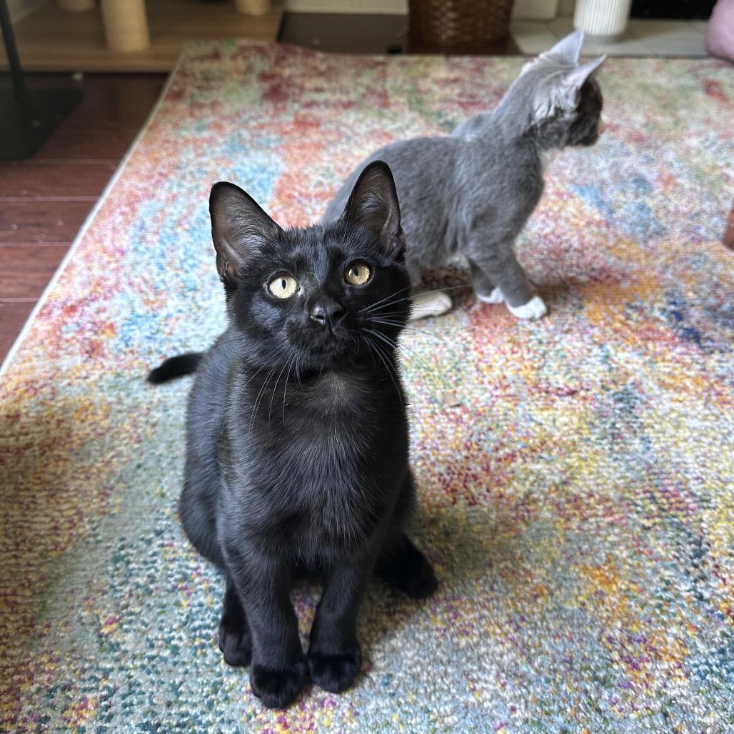 Enlarge Spike, a Adoptable Domestic Short Hair in Huntsville, AL image 6/6