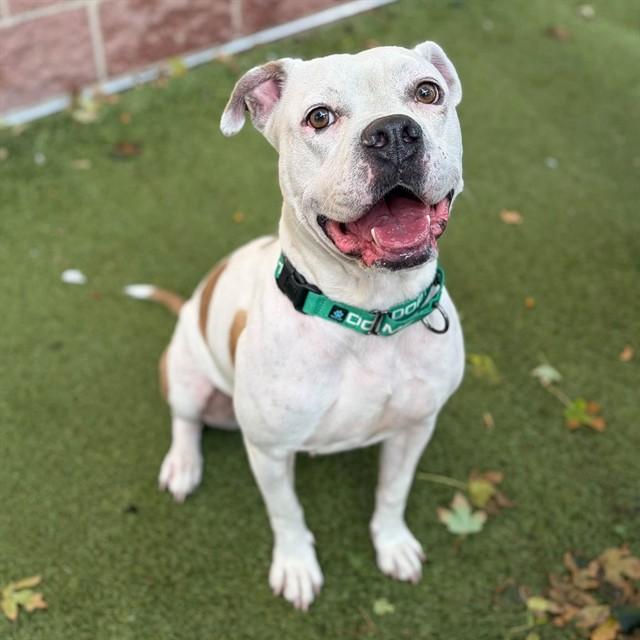 Enlarge HARLEM, a Adoptable Pit Bull Terrier in Minneapolis, MN image 1/1