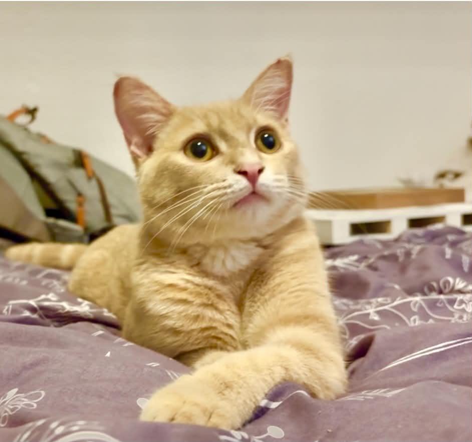 Julius, Adoptable, Kitten Male Domestic Short Hair.