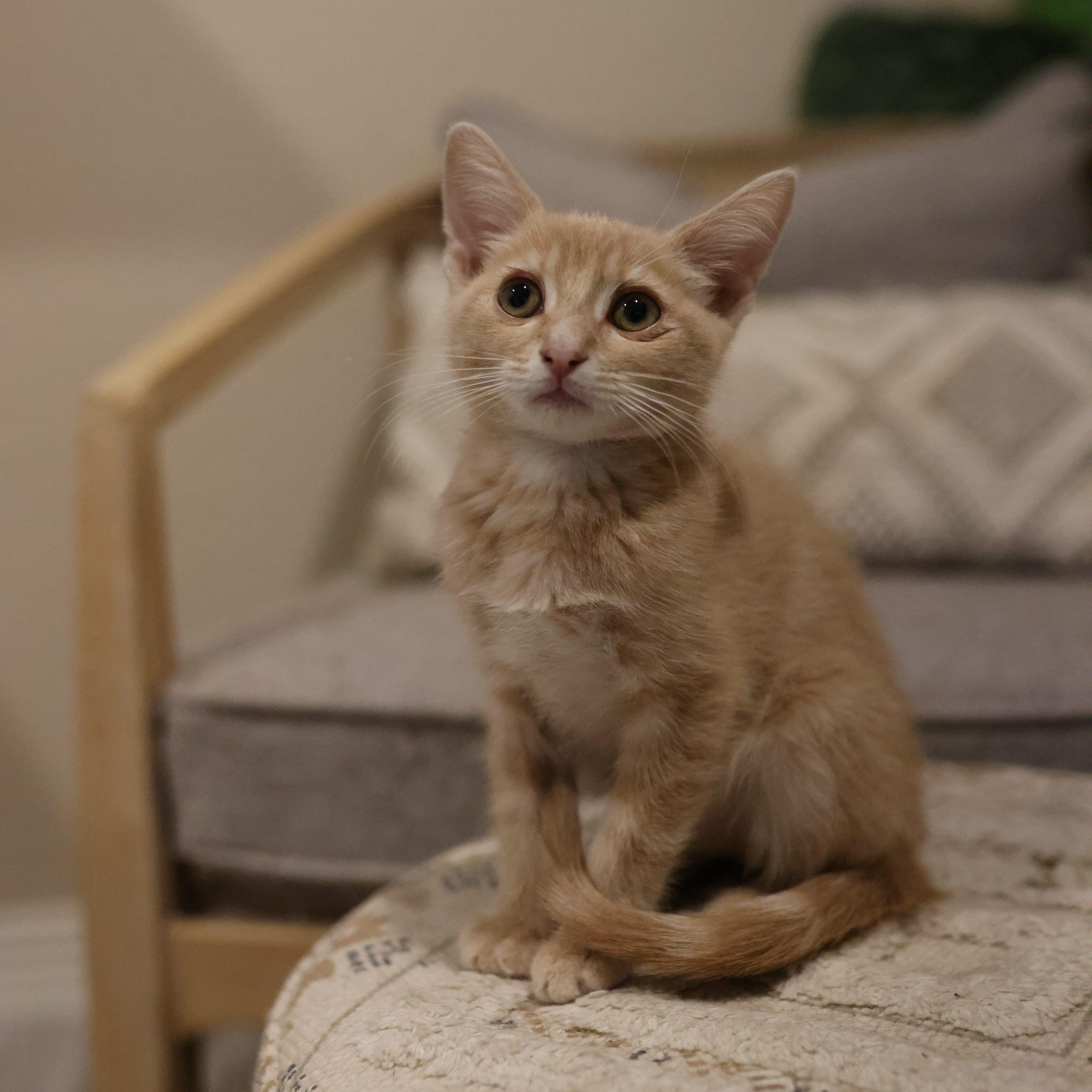 Julius, a ADOPTABLE Domestic Short Hair in queen creek, AZ image 2/4