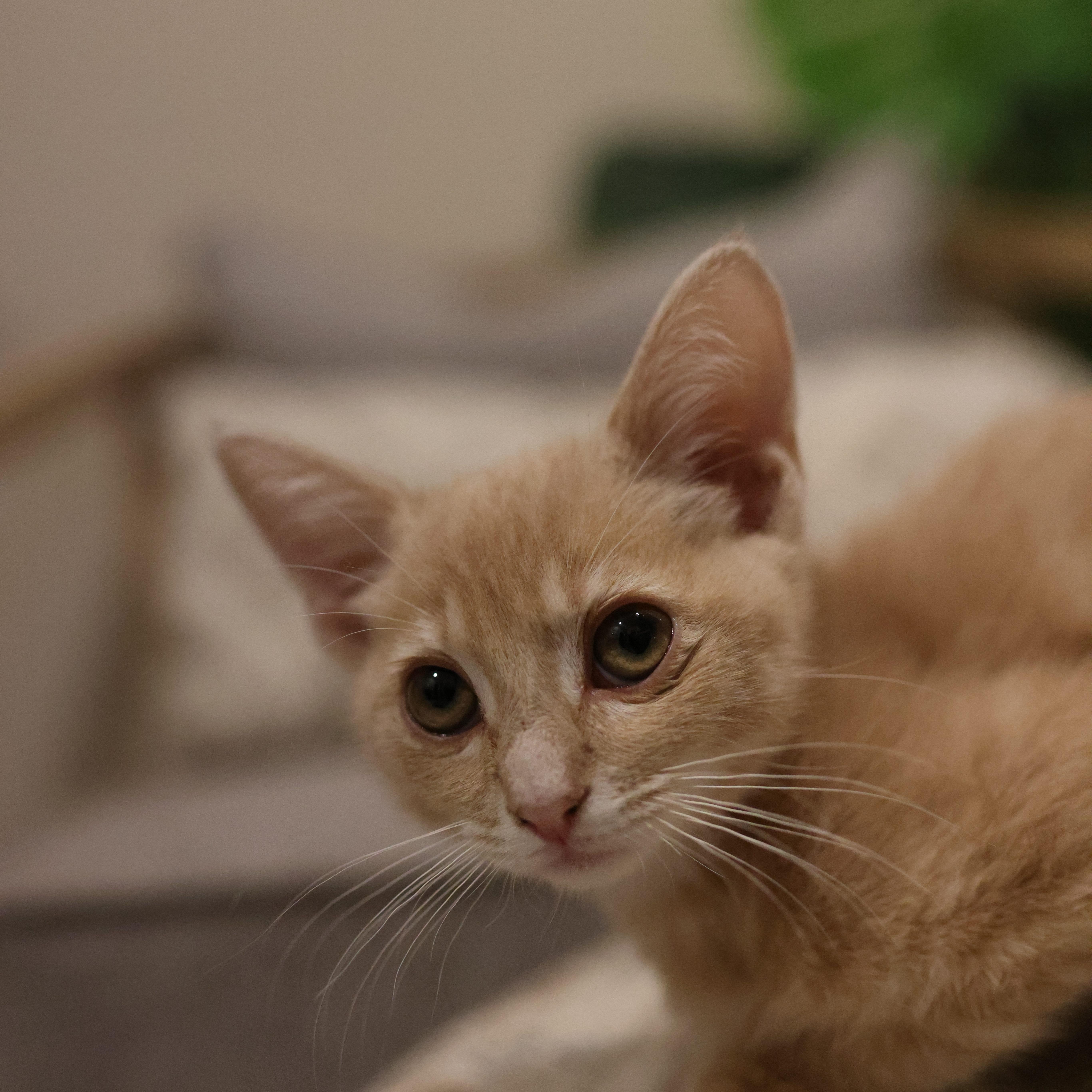 Julius, a ADOPTABLE Domestic Short Hair in queen creek, AZ image 3/4