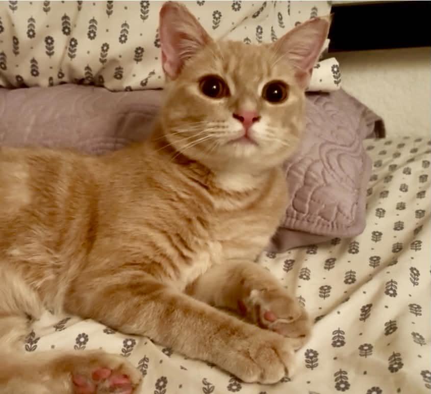 Enlarge Julius, a Adoptable Domestic Short Hair in queen creek, AZ image 3/3