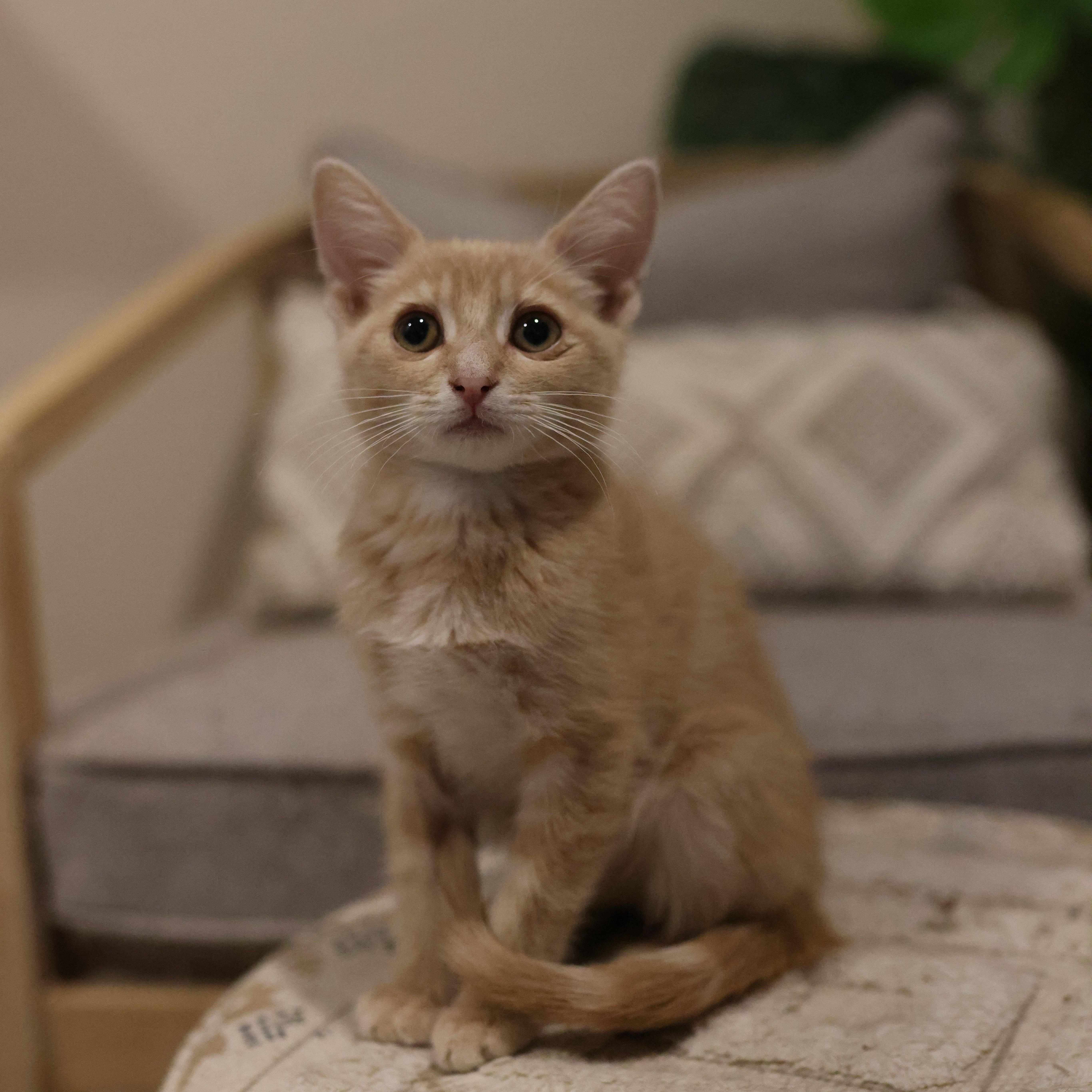 Julius, a ADOPTABLE Domestic Short Hair in queen creek, AZ image 4/4