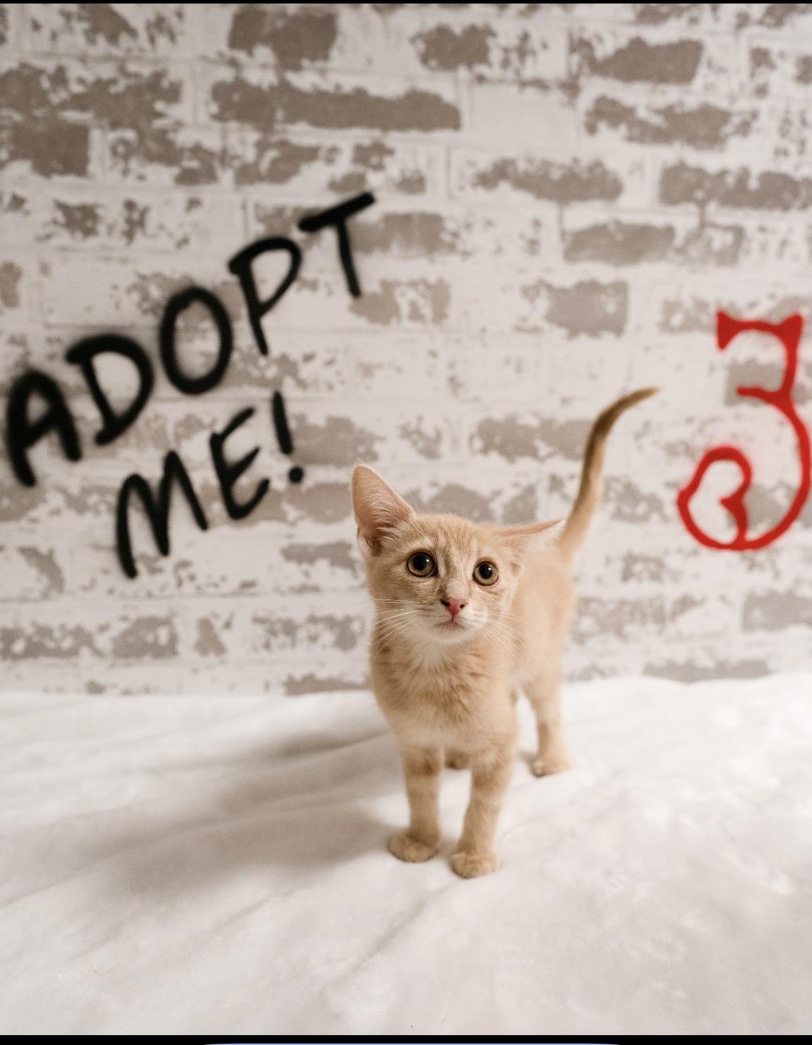 Julius, ADOPTABLE, Kitten Male Domestic Short Hair.