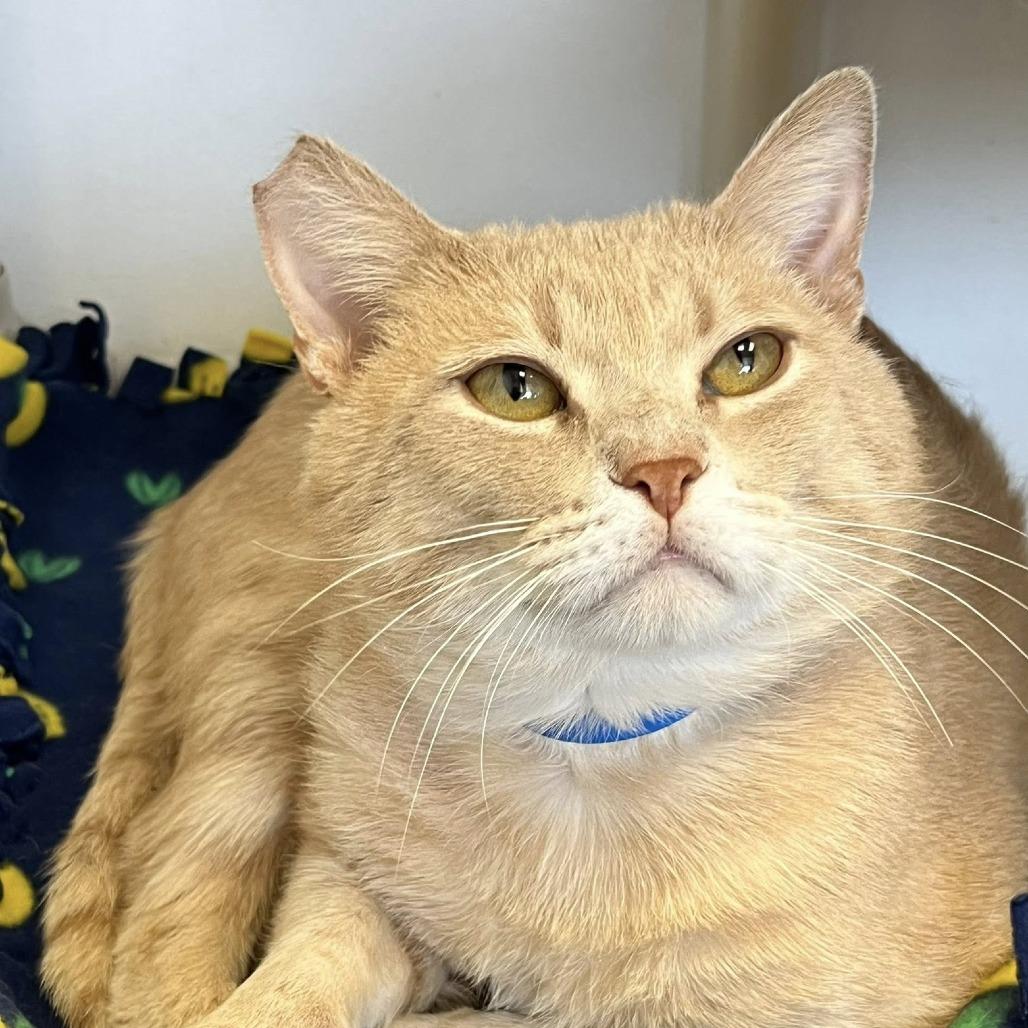 Enlarge Bren, a Adoptable Domestic Short Hair in Hamburg, NY image 1/1