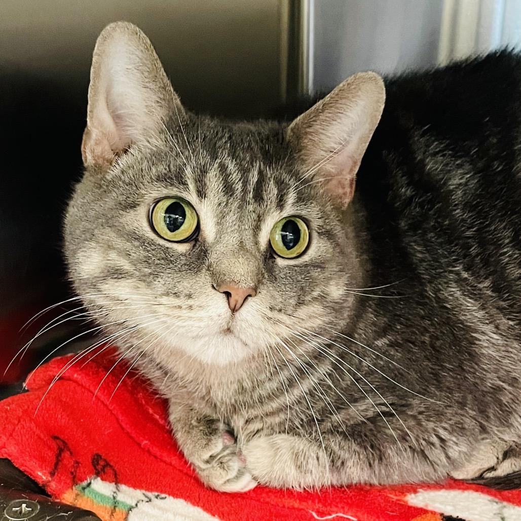 Stormie, Adoptable, Adult Female Domestic Short Hair.